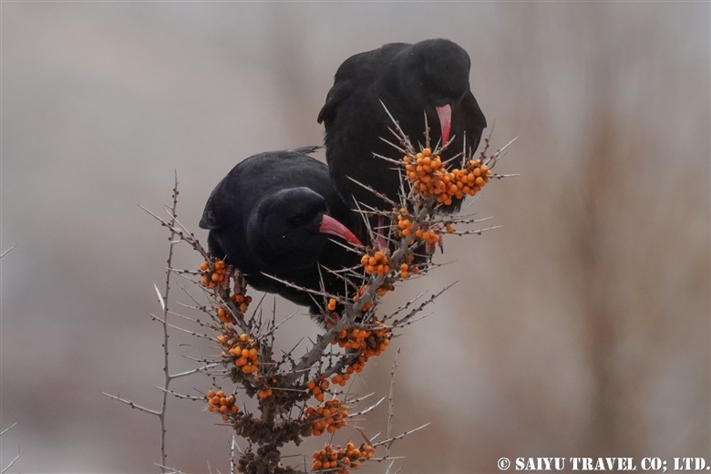 ベニハシガラス Red-billed Chough（上部フンザ）